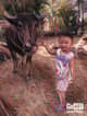 APIDON