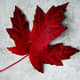 MapleLeaf