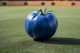blue_Tomatoes