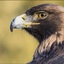 EaglefromVercors 🪶