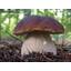 Boletus edulis